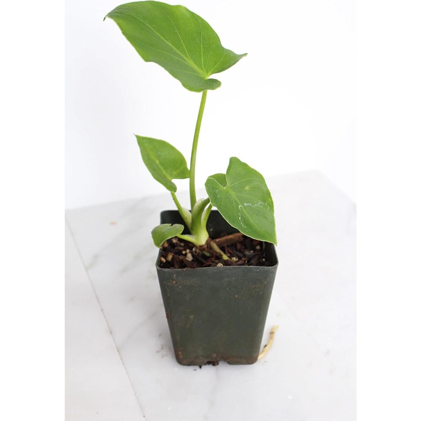 Mini Philodendron Selloum Hope Planta de Interior 10 cm Verde