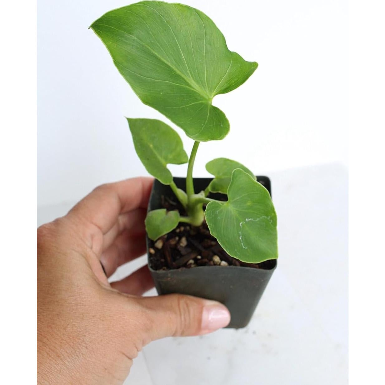 Mini Philodendron Selloum Hope Planta de Interior 10 cm Verde