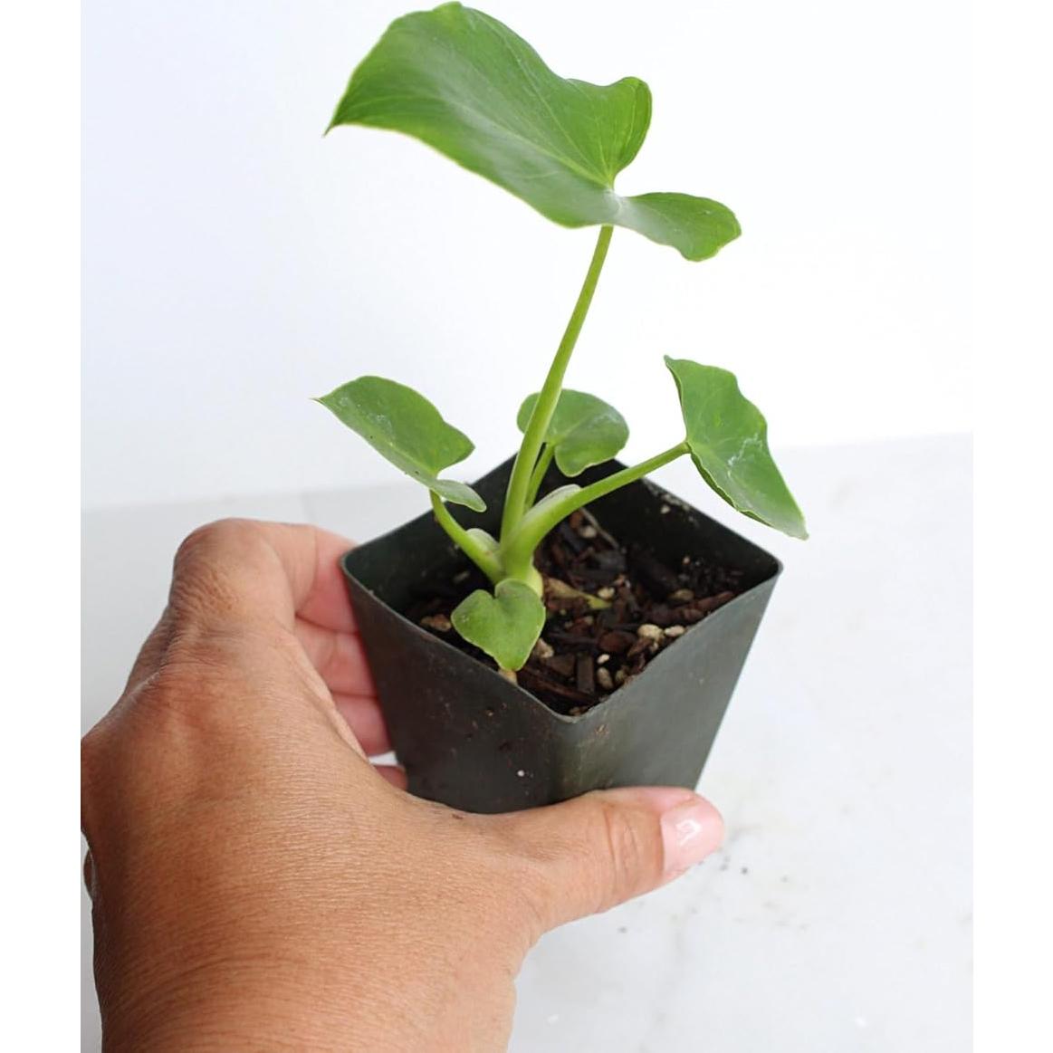 Mini Philodendron Selloum Hope Planta de Interior 10 cm Verde