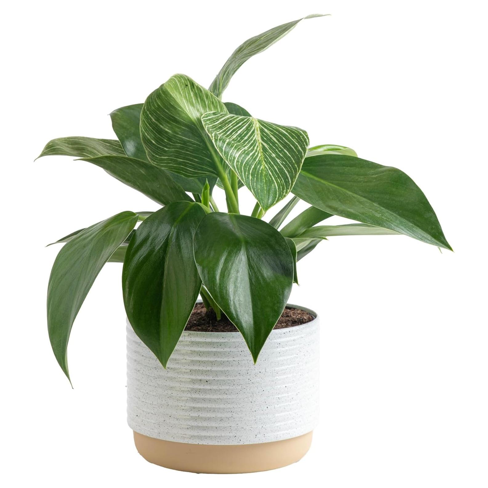 Planta Philodendron Birkin Costa Farms en Maceta 30.48 cm