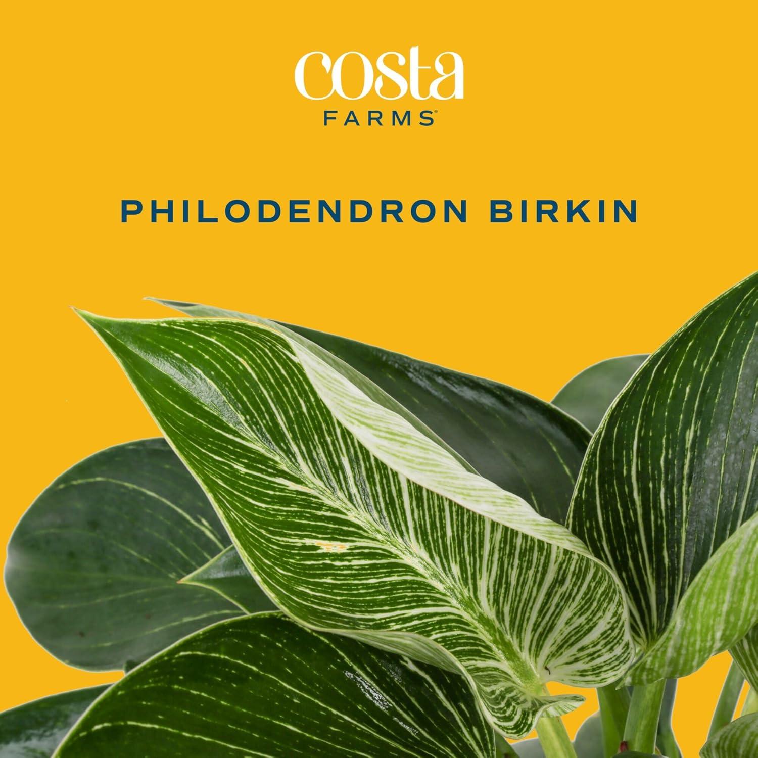 Planta Philodendron Birkin Costa Farms en Maceta 30.48 cm