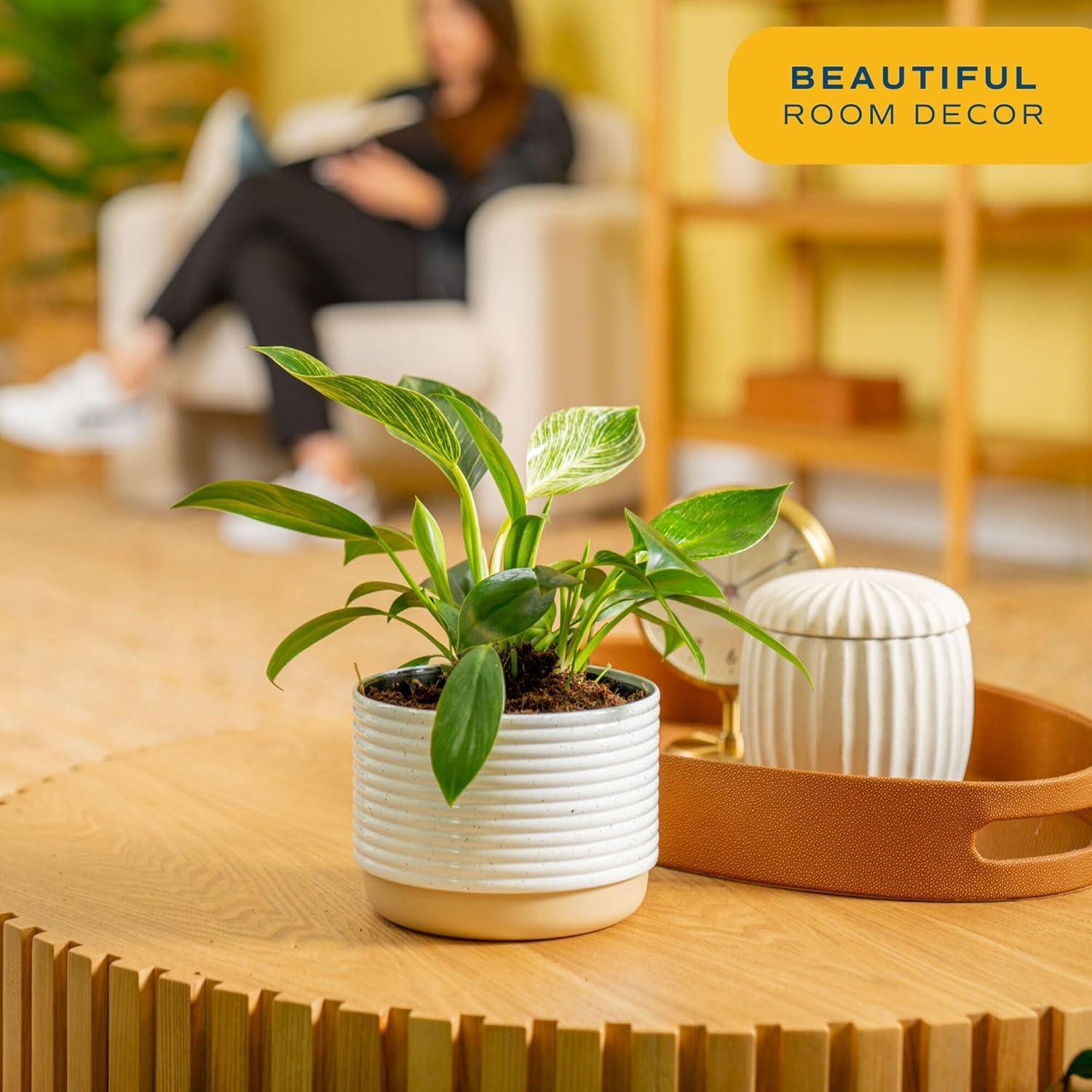 Planta Philodendron Birkin Costa Farms en Maceta 30.48 cm