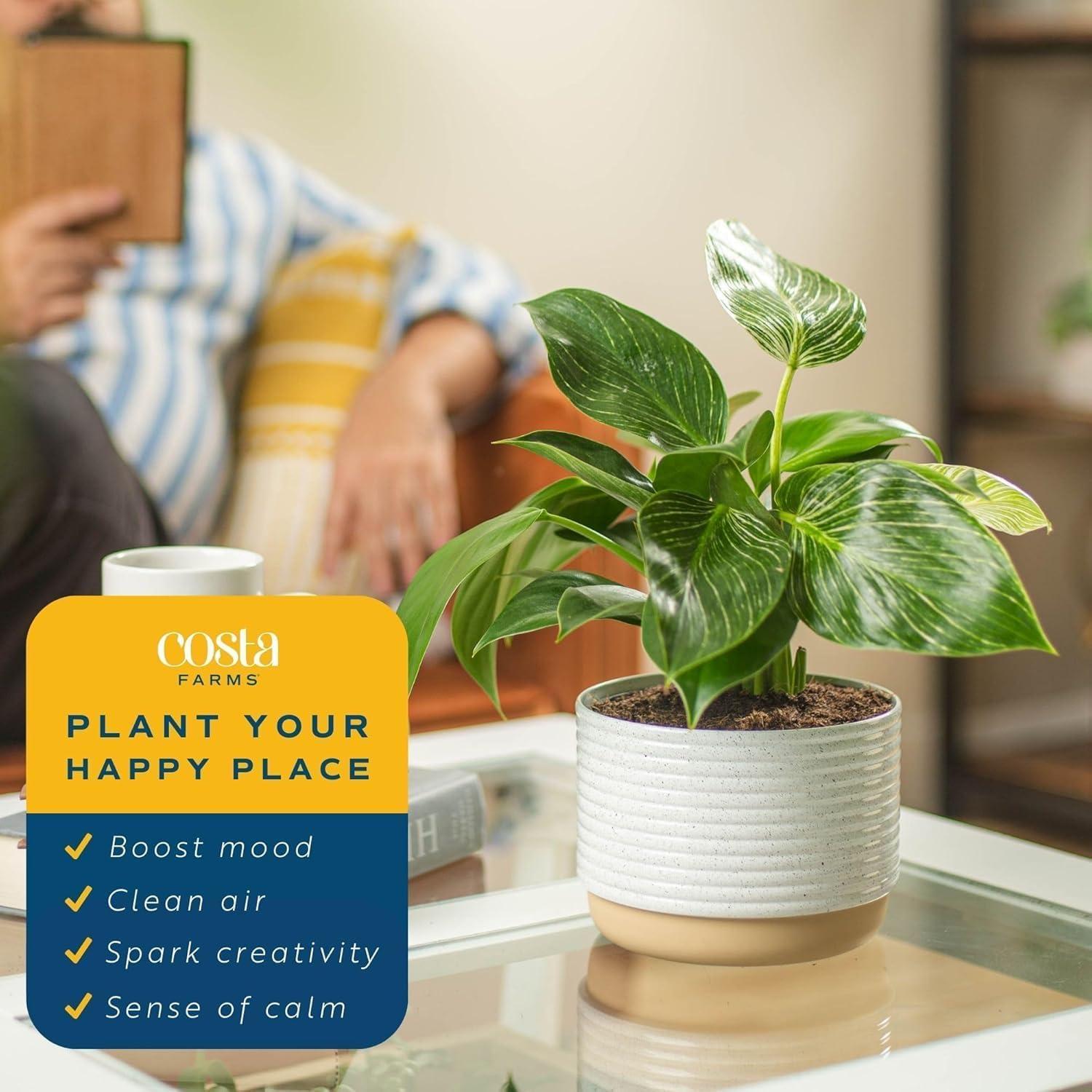 Planta Philodendron Birkin Costa Farms en Maceta 30.48 cm