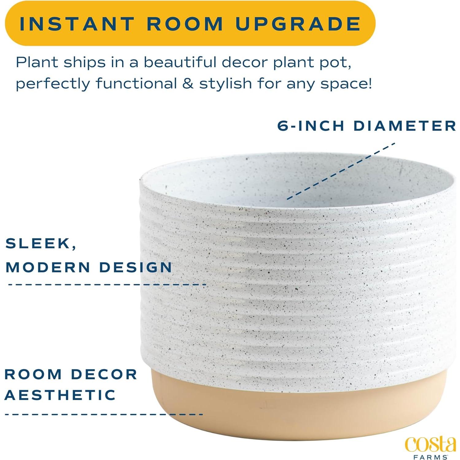 Planta Philodendron Birkin Costa Farms en Maceta 30.48 cm