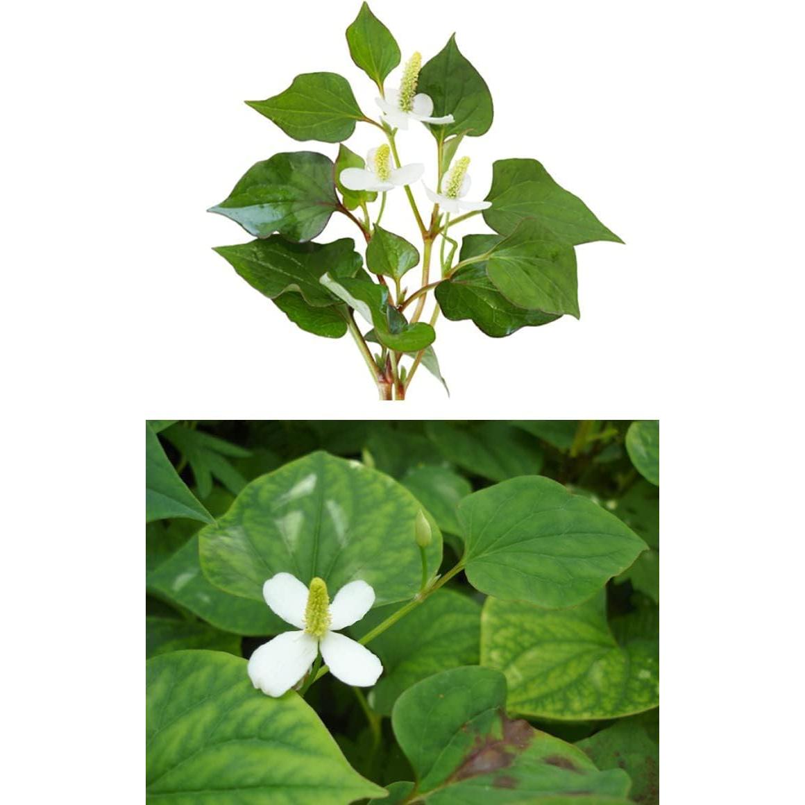 Extracto en polvo de Houttuynia Cordata Goodlife 300g