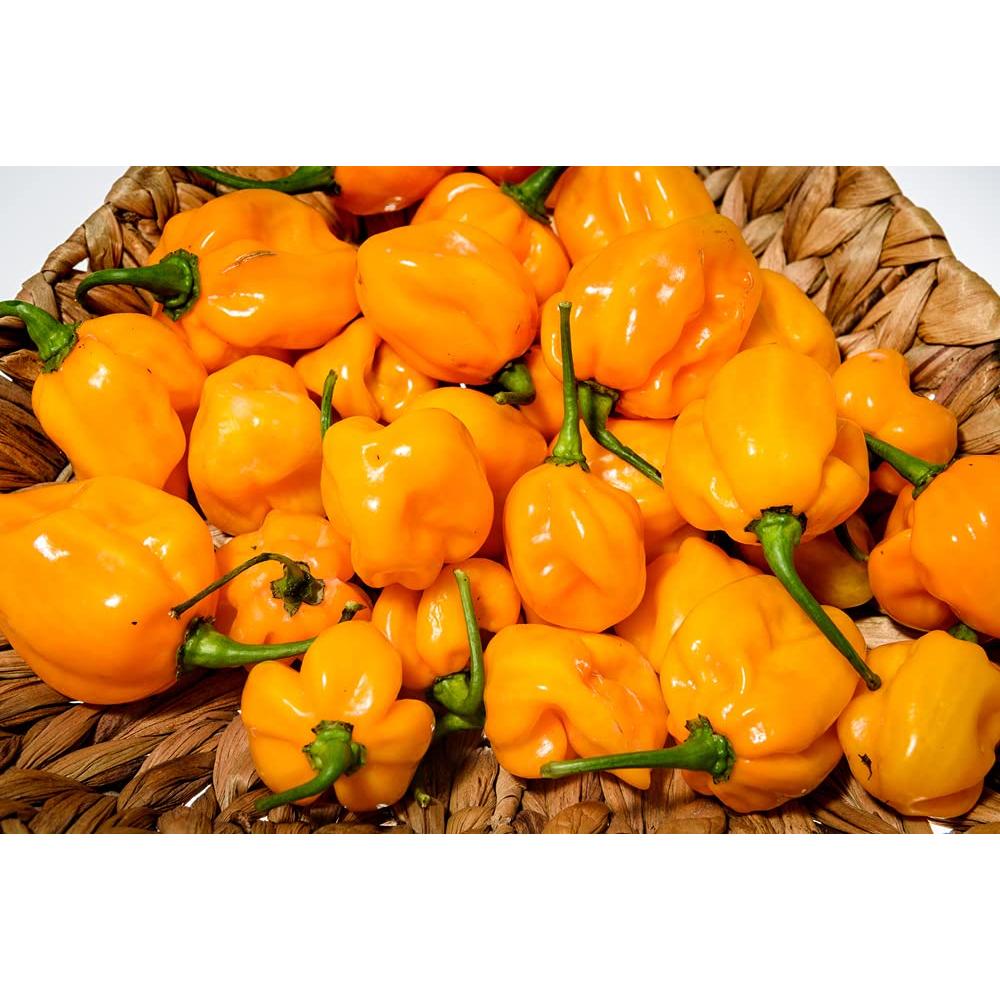 Pimiento Habanero Molido 113g - Amazing Chiles and Spices