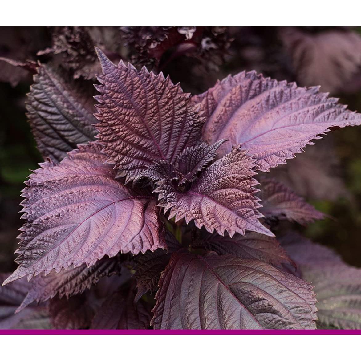 Extracto en polvo de Perilla Frutescens Goodlife 300g