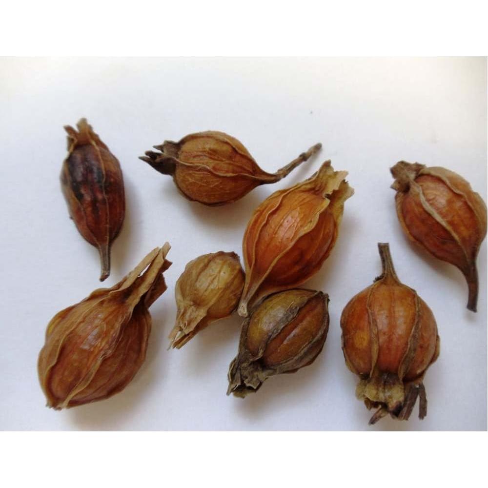 #1 Zhi Zi Chinese Herb | Cape Jasmine | Dried Gardenia Fruit | Gardenia Jasminoides | Authentic Chinese Whole Herb,1 Oz - Plum Dragon Herbs