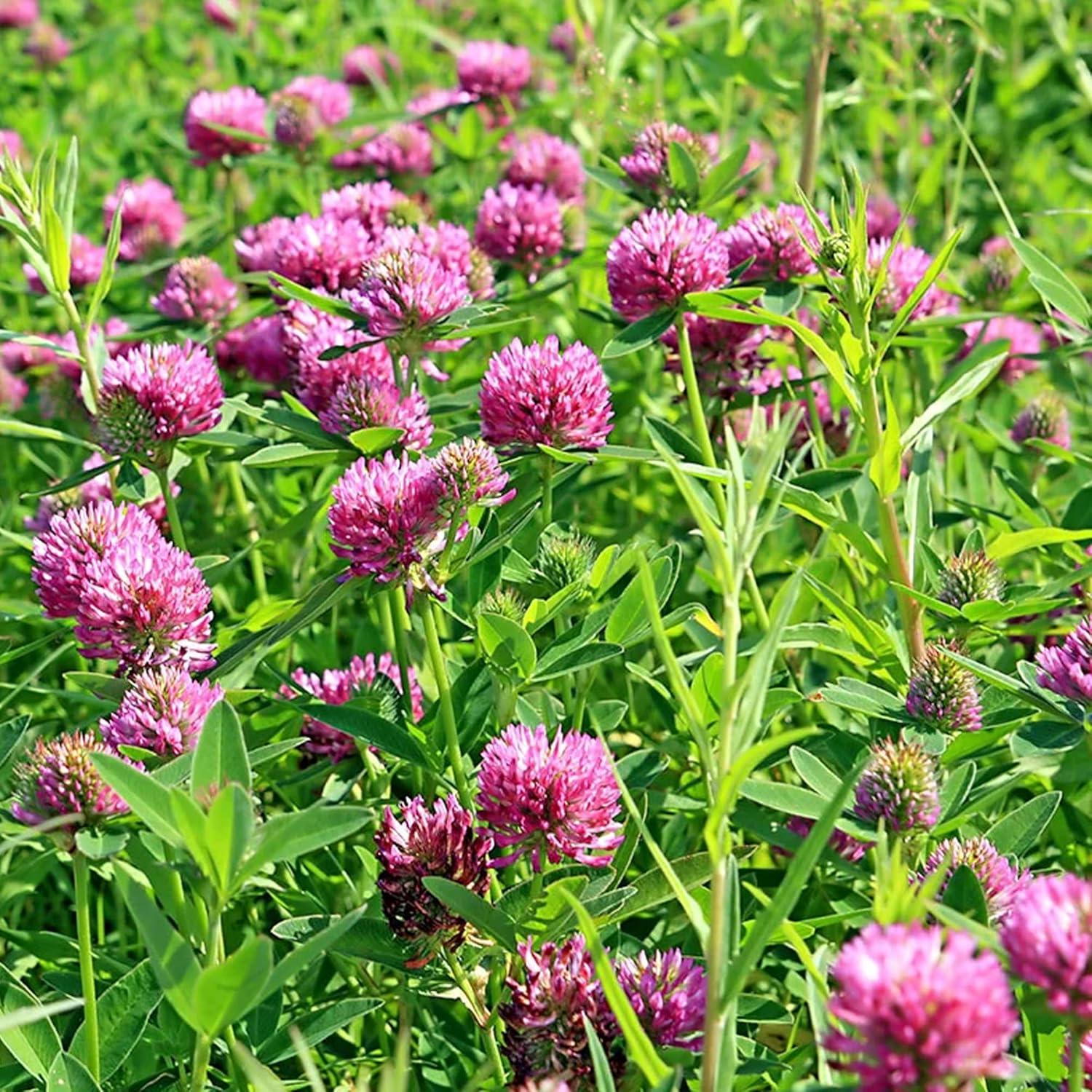Cápsulas de Trébol Rojo Elementos de la Tierra 200 Unidades