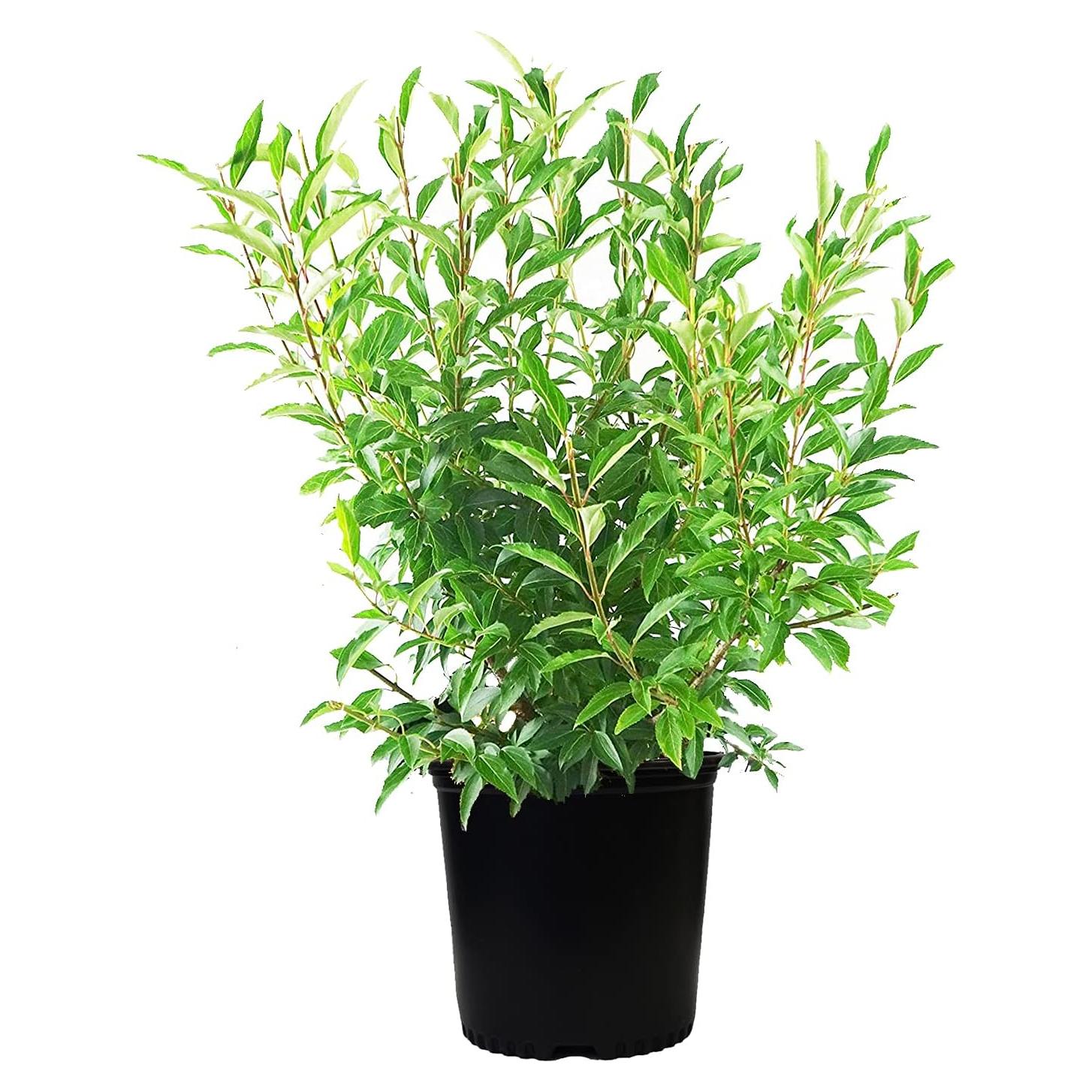 Forsythia Lynwood Gold Green Promise Farms - Arbusto Amarillo 3.66m