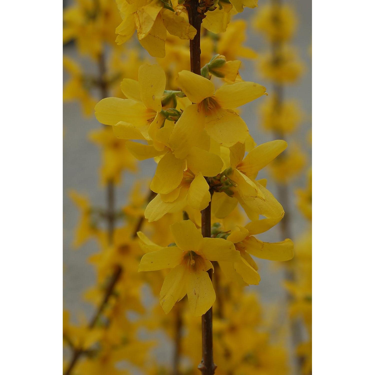 Forsythia Lynwood Gold Green Promise Farms - Arbusto Amarillo 3.66m