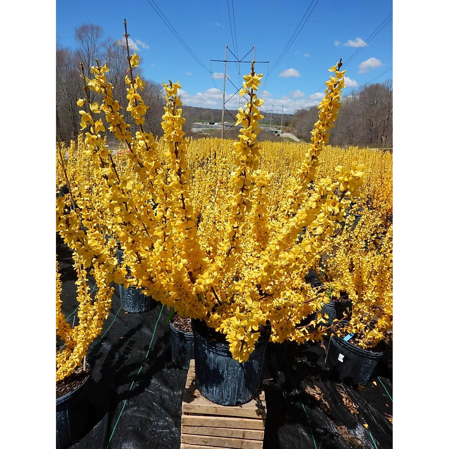 Forsythia Lynwood Gold Green Promise Farms - Arbusto Amarillo 3.66m