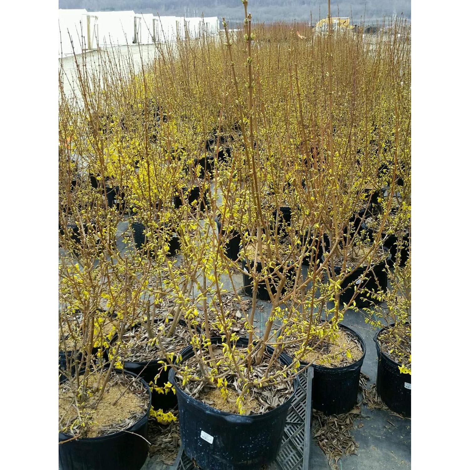 Forsythia Lynwood Gold Green Promise Farms - Arbusto Amarillo 3.66m