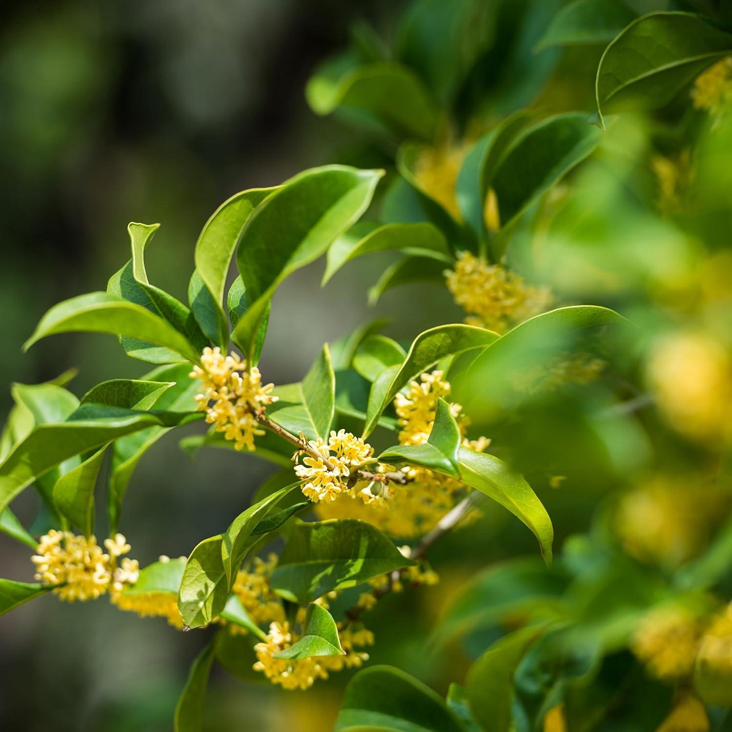 Flores Secas de Osmanthus CoolCrafts 60g - Té Natural Aromático