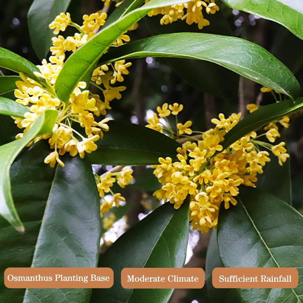 Té de Osmanthus JTEDZI 35g - Flor Seco Natural Chino