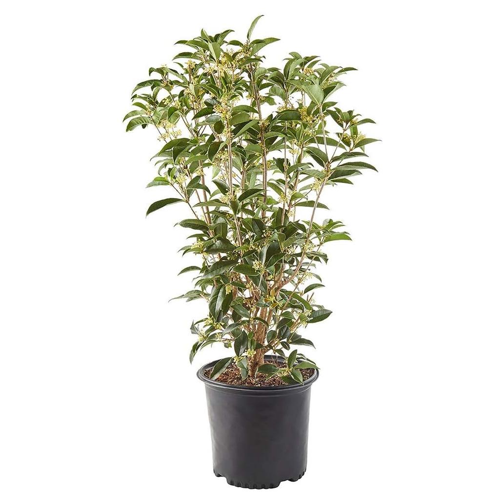 Olmo de Té Osmanthus Arbusto 3m Flores Blancas 2.25 Gal