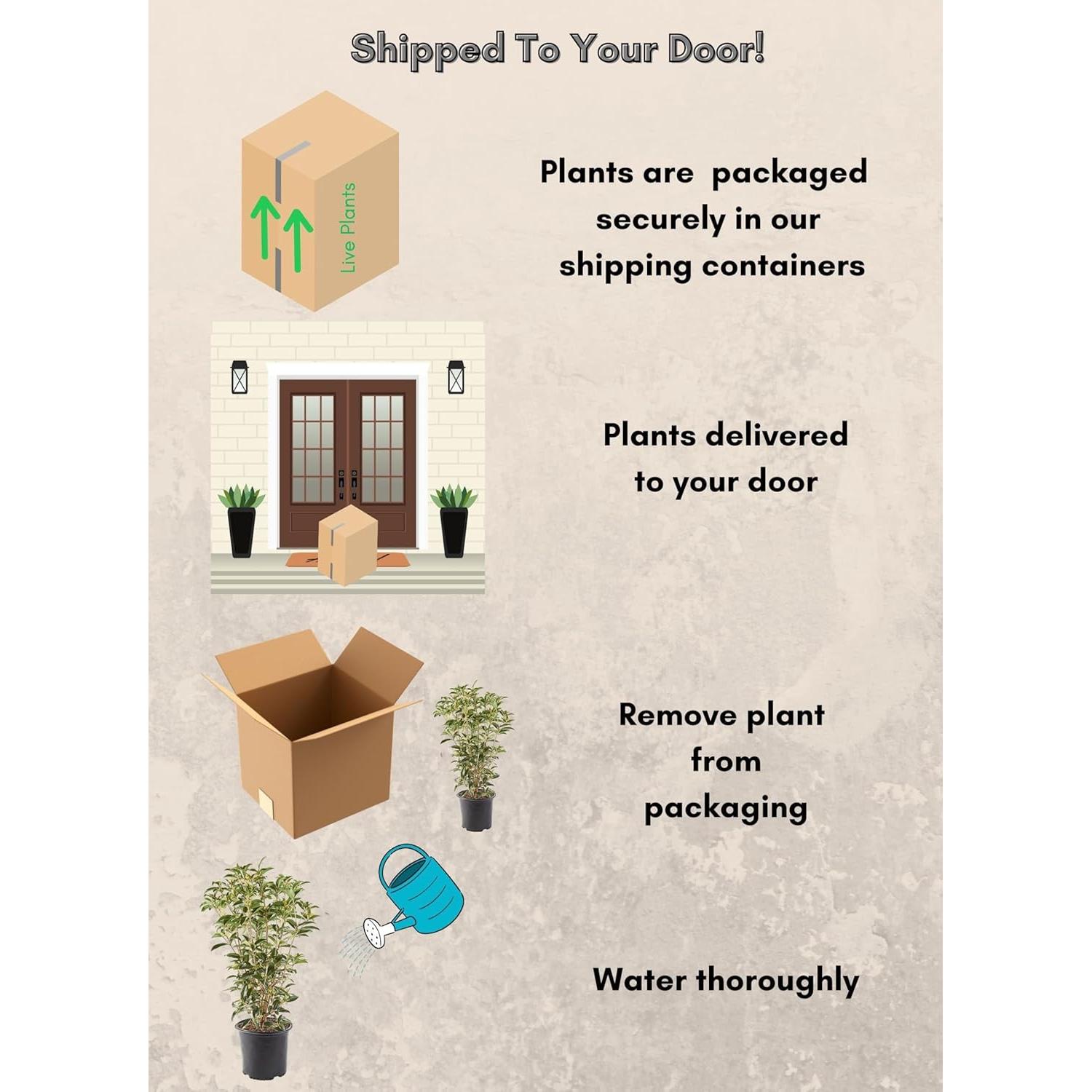 Olmo de Té Osmanthus Arbusto 3m Flores Blancas 2.25 Gal