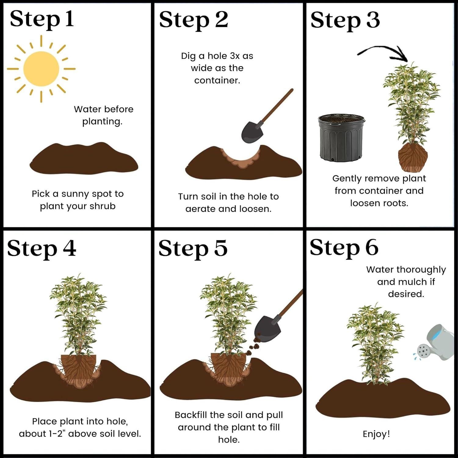 Olmo de Té Osmanthus Arbusto 3m Flores Blancas 2.25 Gal