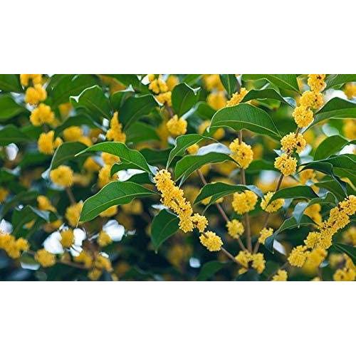 Flor de Osmanthus Seco 454g Marca President 100% Natural