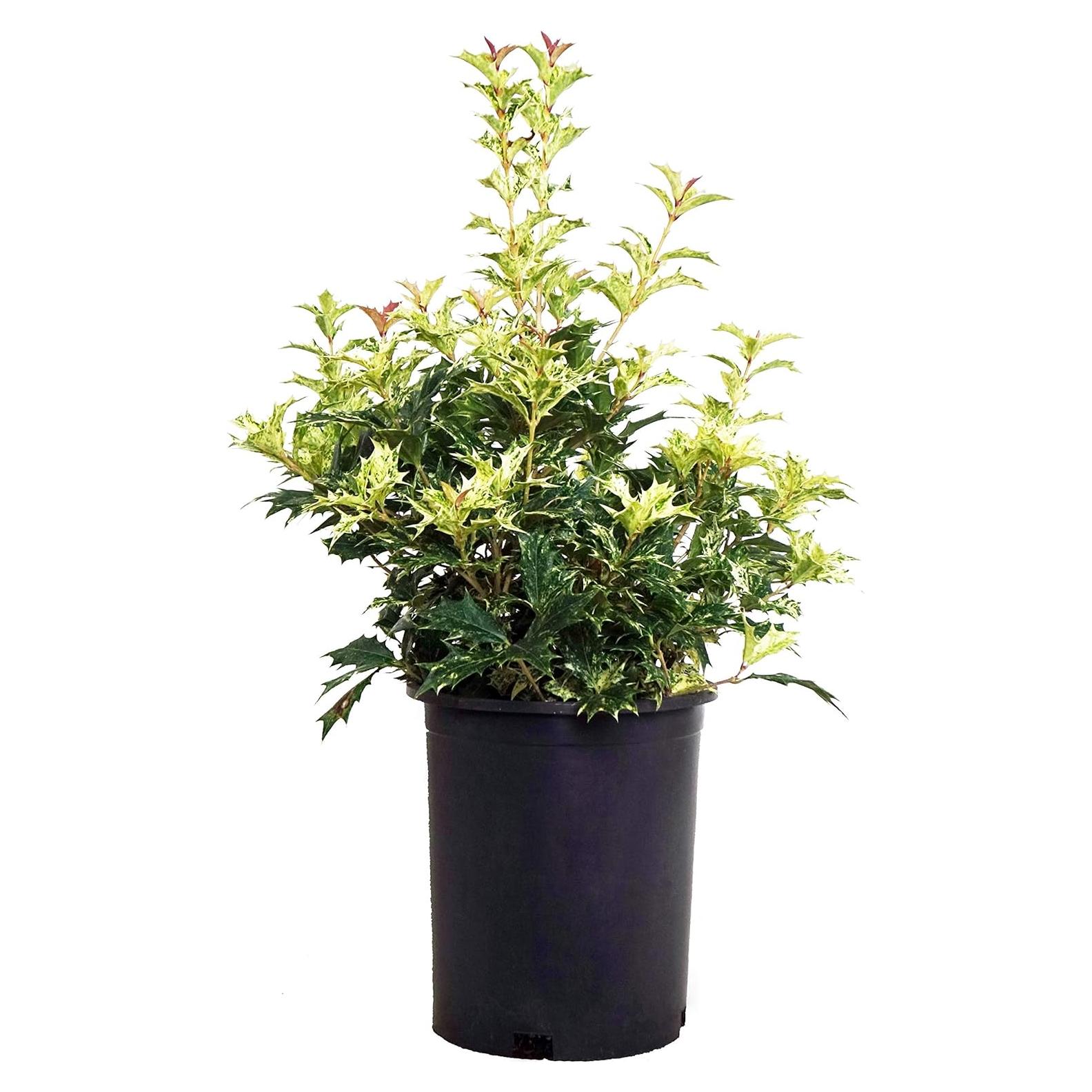 Osmanthus heterophyllus 'Goshiki' Acebo Perpetuo 3m - Green Promise Farms
