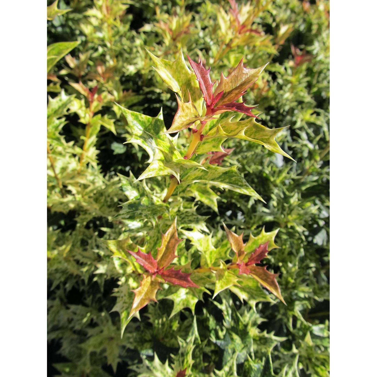 Osmanthus heterophyllus 'Goshiki' Acebo Perpetuo 3m - Green Promise Farms