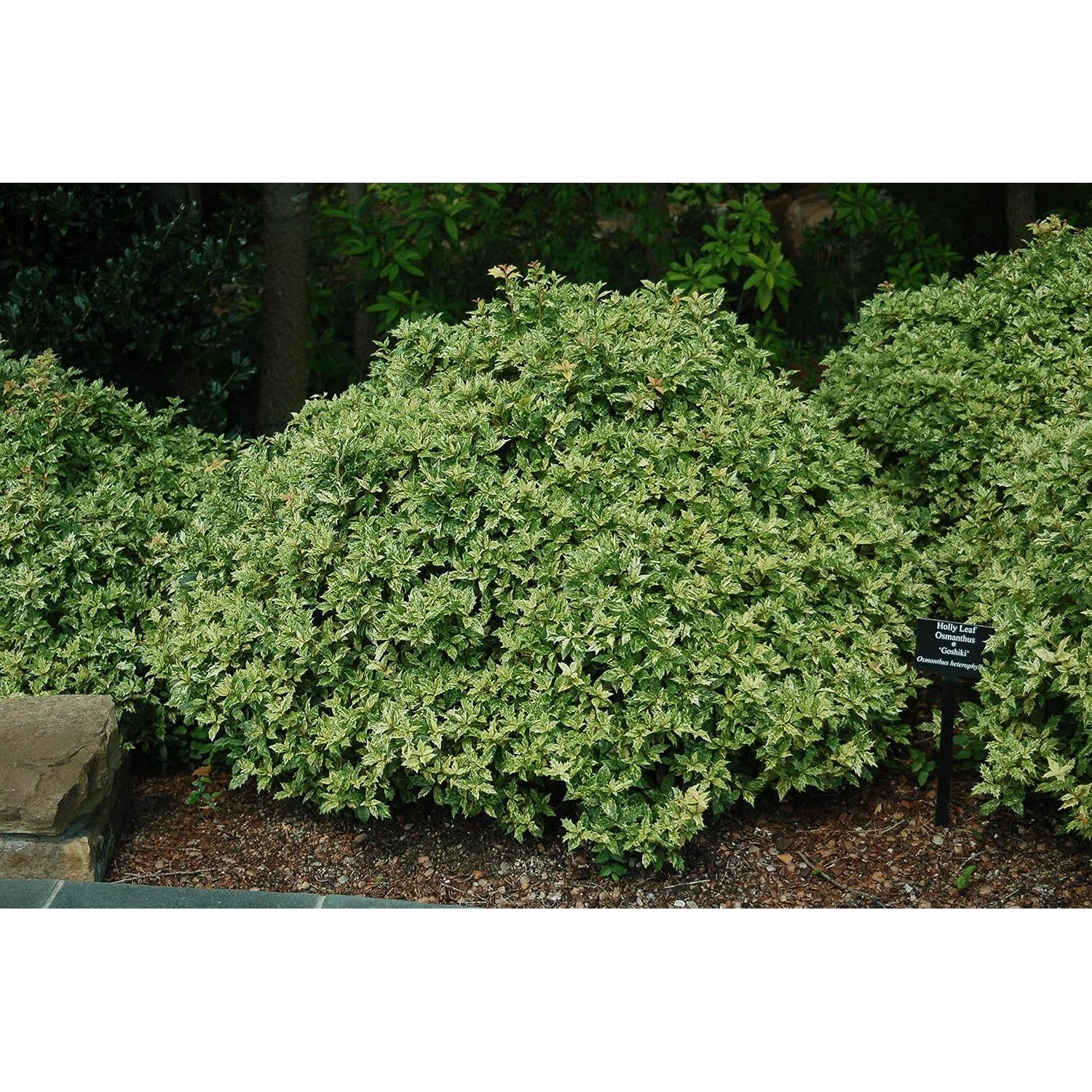 Osmanthus heterophyllus 'Goshiki' Acebo Perpetuo 3m - Green Promise Farms