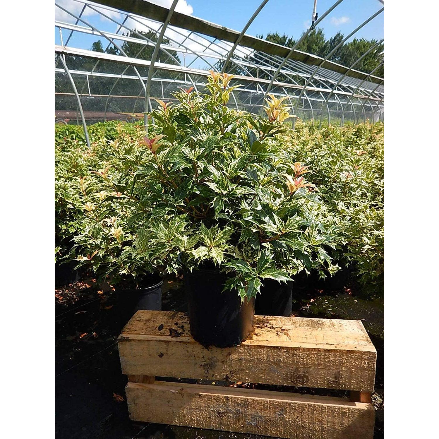 Osmanthus heterophyllus 'Goshiki' Acebo Perpetuo 3m - Green Promise Farms