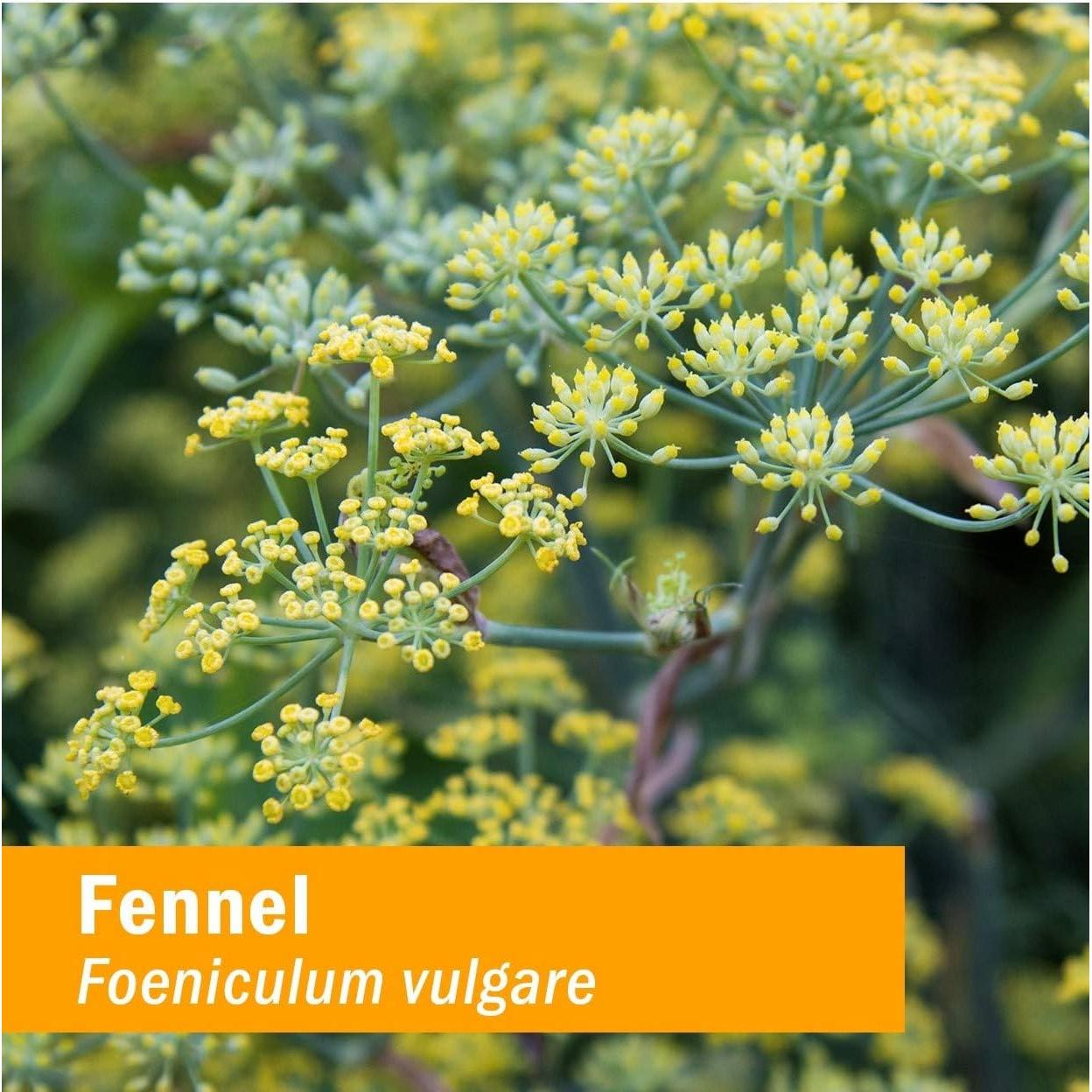 Extracto Líquido de Hinojo Orgánico Herb Pharm 29.57 ml