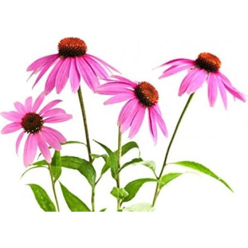 Echinacea purpurea Hoja Suelta Nature Tea 113.4 g