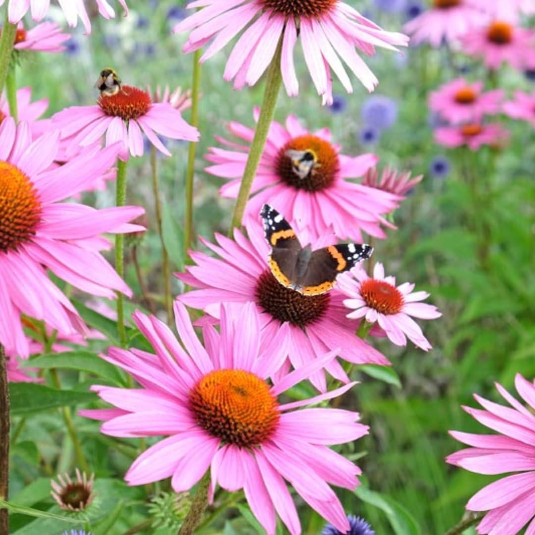 Hierba Echinacea Purpurea 113.4g - Herb To Body - 100% Natural