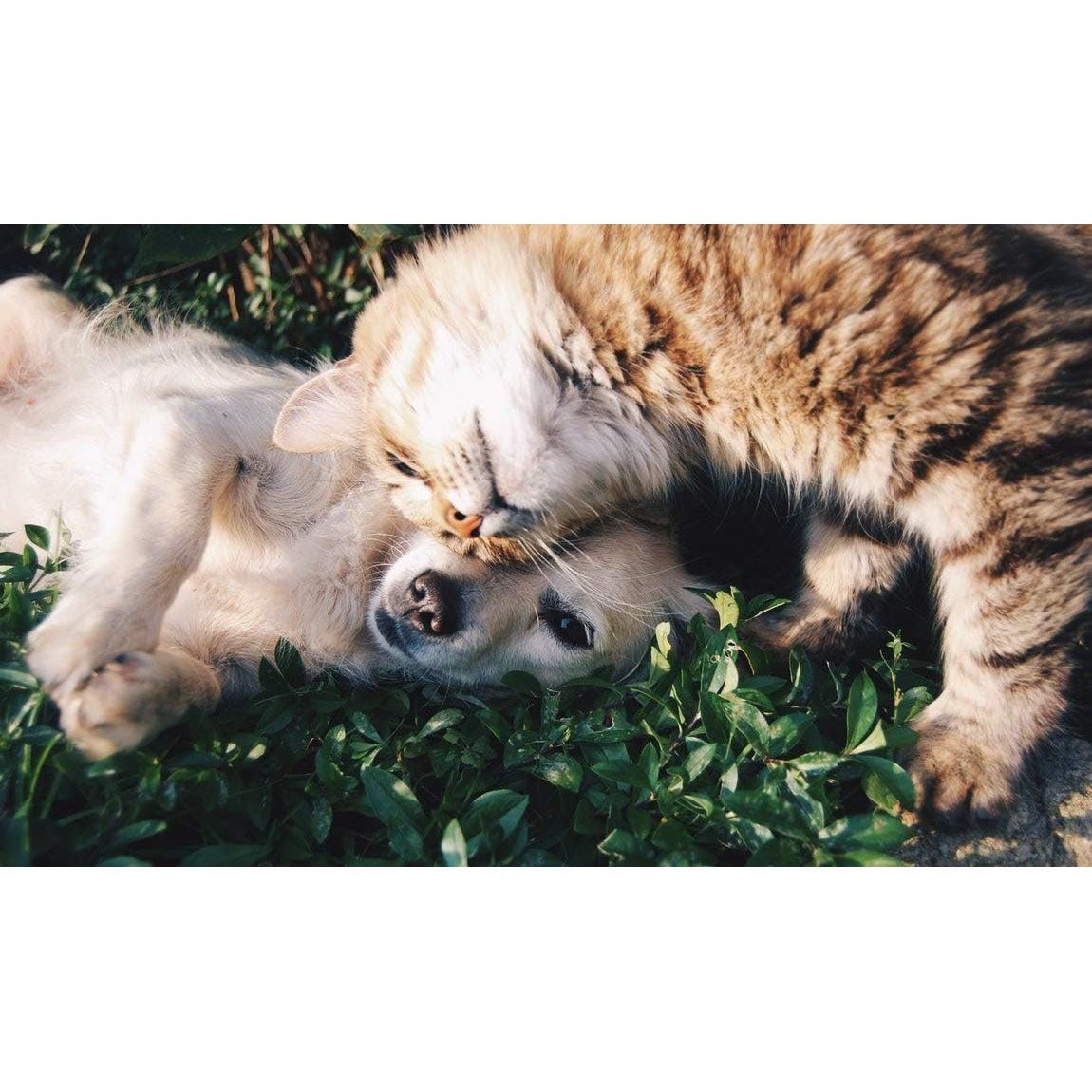 Suplemento Relajante para Mascotas Happy Pet - 90 Golosinas