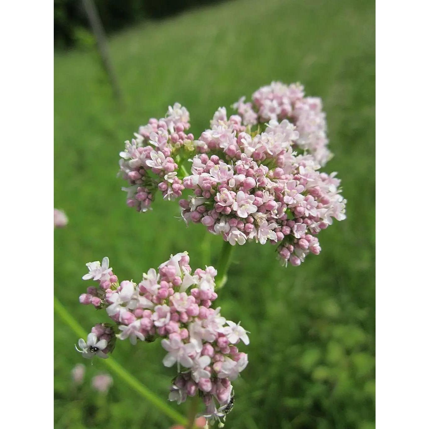 Gotas de Raíz de Valeriana Orgánica 3000mg - Extracto 29.57ml