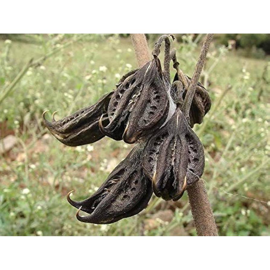 Raíz de Garra del Diablo EcoVista 227g - Remedio Herbal Natural