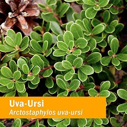 Extracto Líquido de Uva Ursi Herb Pharm 118.3 ml - Salud Urinaria