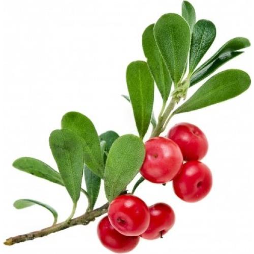 Hojas de Uva Ursi Nature Tea 28.35 g - 100% Naturales