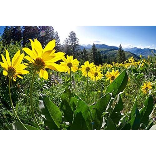 OLLOIS Arnica Montana 30x Orgánico 80 Gránulos Homeopáticos