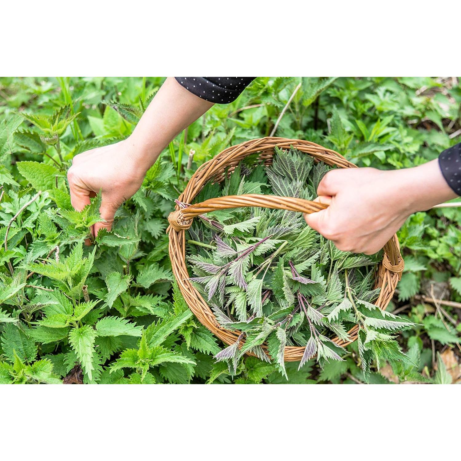 Té de Ortiga Ecológico 227g - Cosecha Salvaje Real