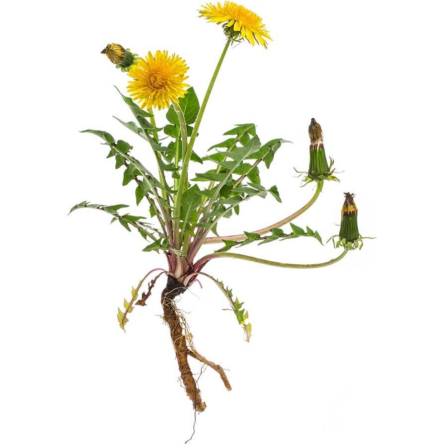 Té de Raíz de Diente de León Biokoma Orgánico 100g - Sin Aditivos