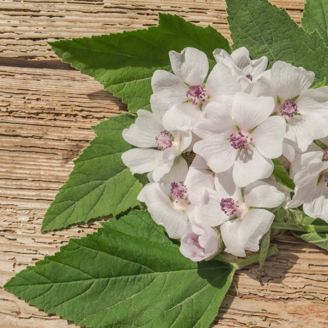 Extracto de Raíz de Malvavisco Pure Original 113.4 g - Suplemento Herbal