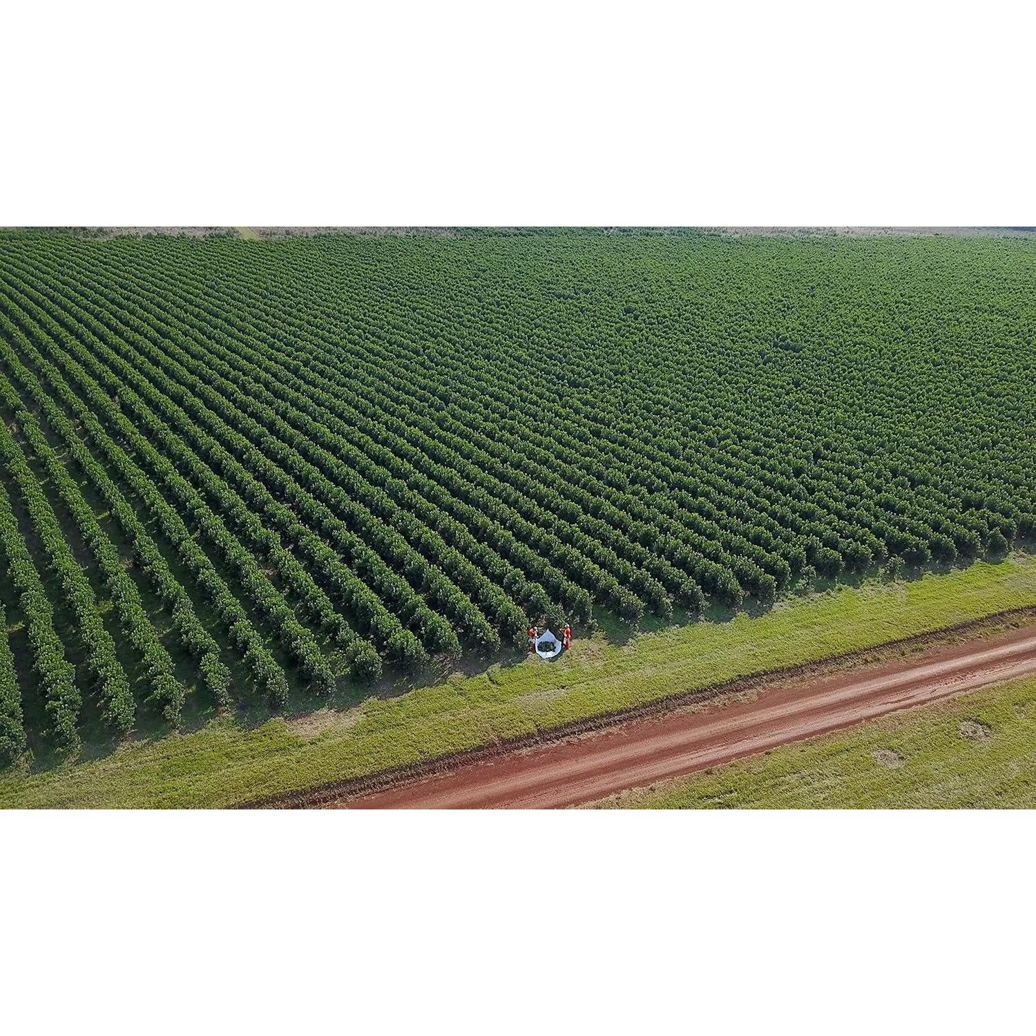 Yerba Mate en Bolsas Taragüí - 20 Bolsas de 60g