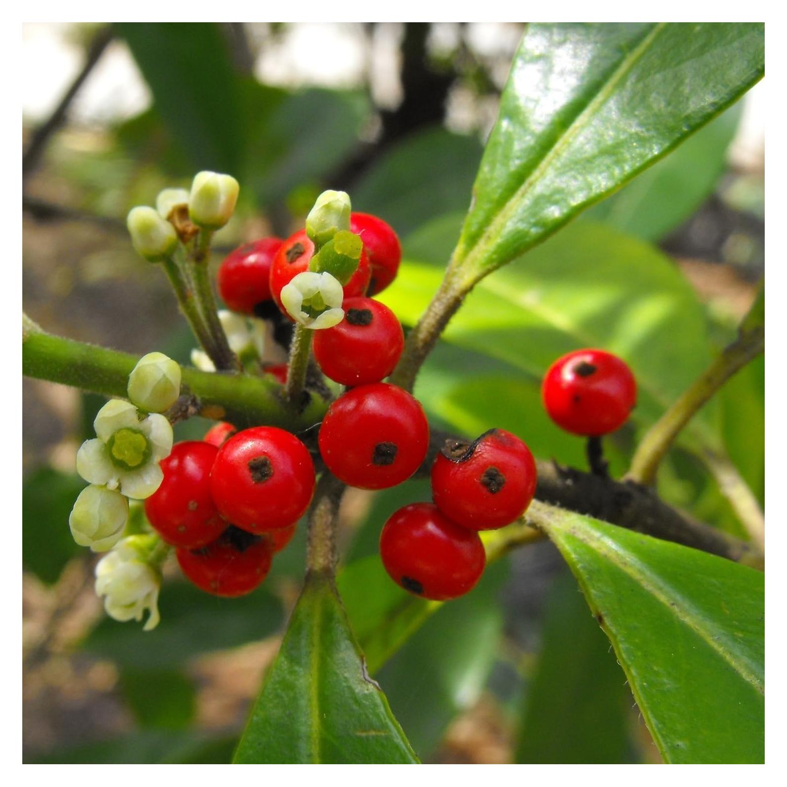 Palm Beach Medicinal Herbs - Yerba Mate (Ilex paraguariensis) - Packet of 10 Seeds