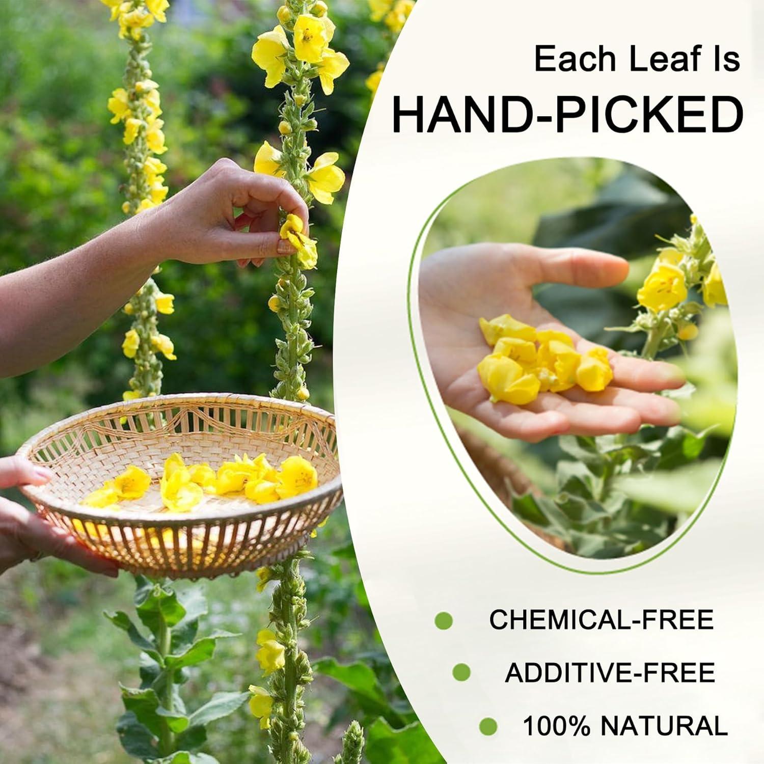 Té de Hoja de Mullein Orgánico TZTZBOM - 20 Bolsitas Detox