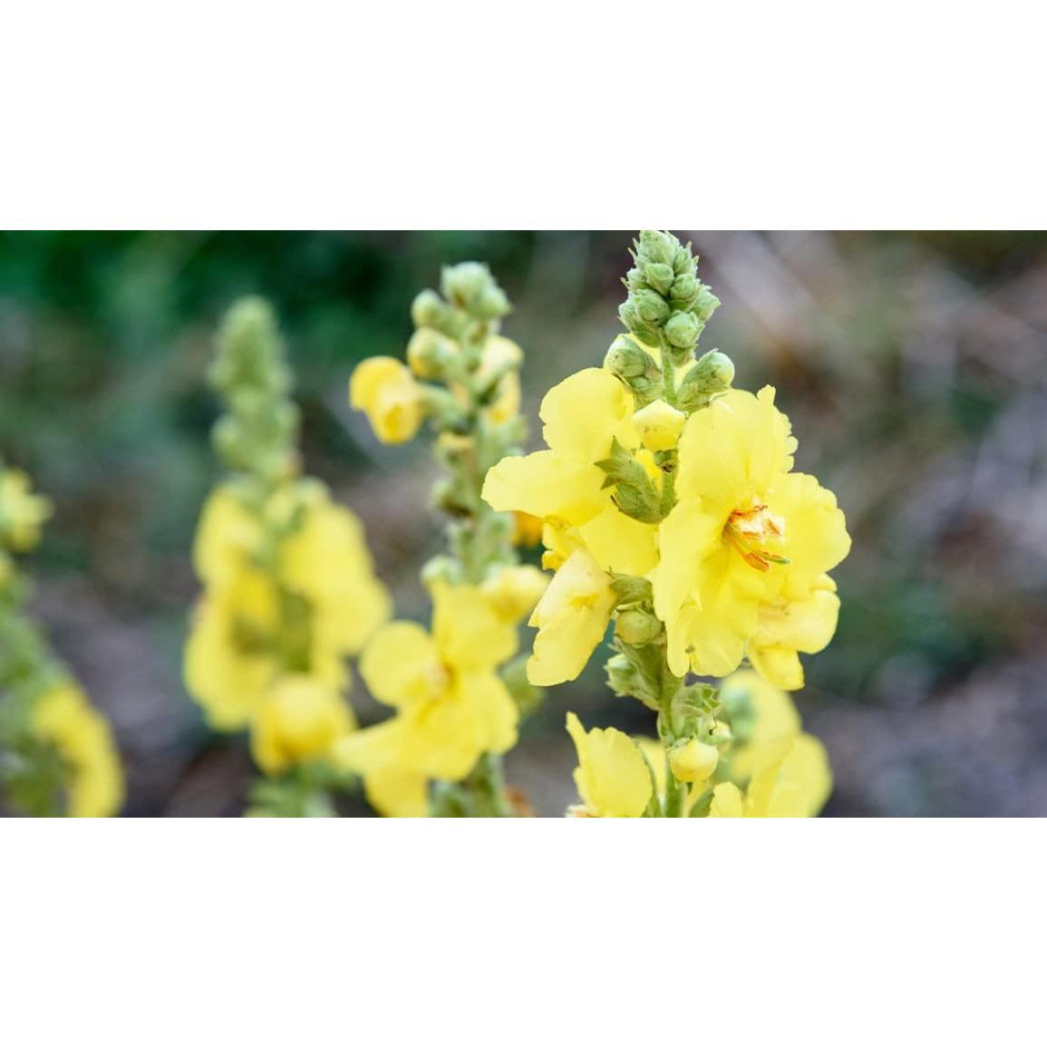 50 Bolsas de Té de Mullein VitalForest - Detox Pulmones 3g