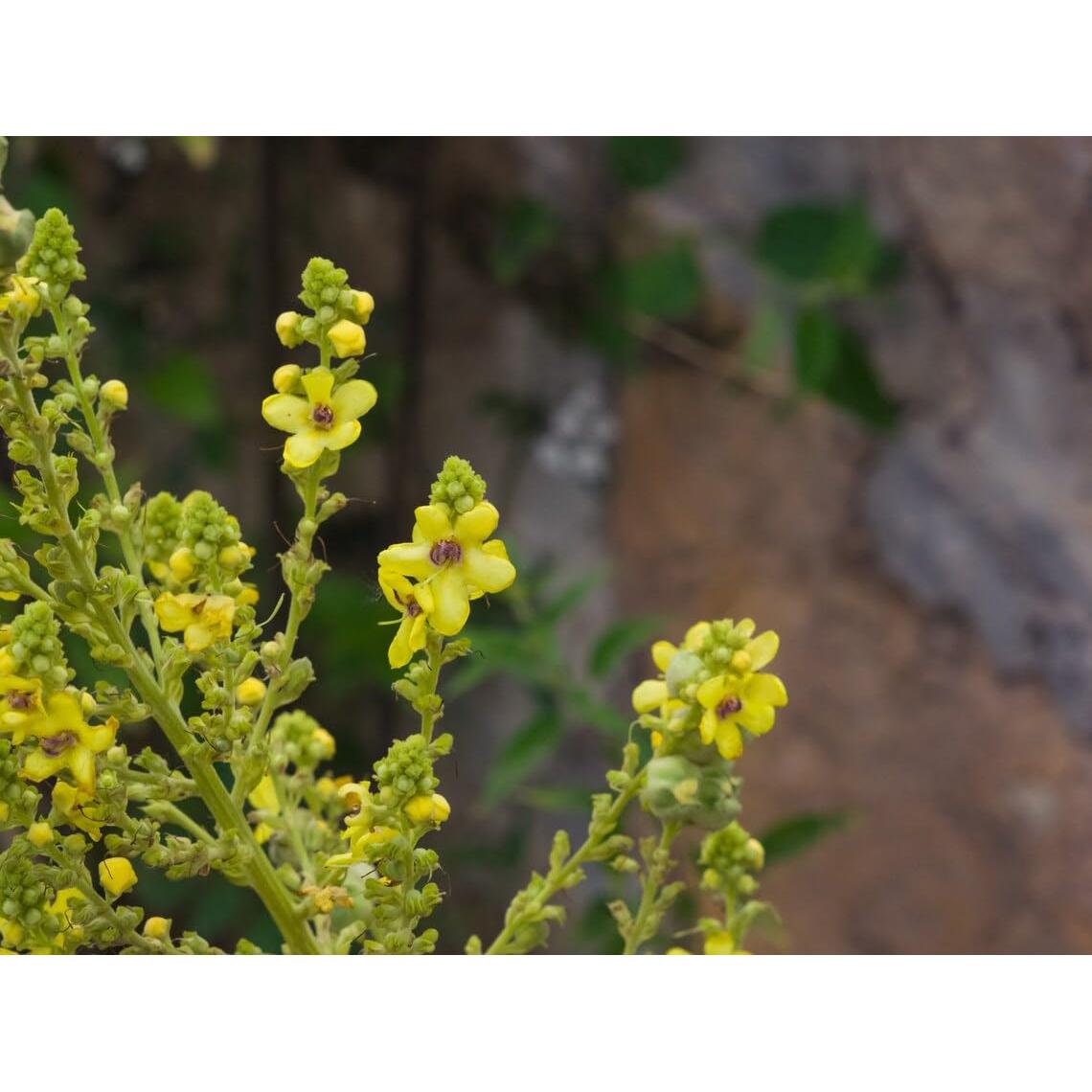 50 Bolsas de Té de Mullein VitalForest - Detox Pulmones 3g