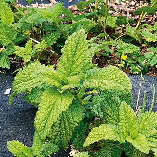 Té de Melisa Orgánica Hands on Earth 2x20g - Rinde 48 Tazas