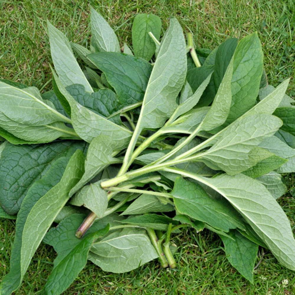 Ungüento Herbal de Consuelda Pure and Simple 56.7 g