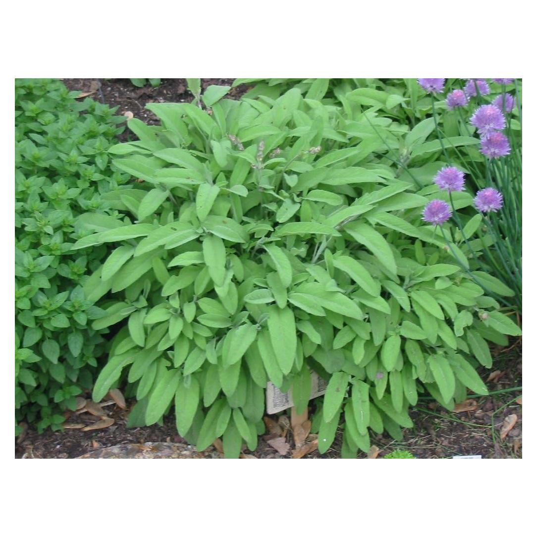 Plantas de Salvia del Jardín Clovers Garden - 2 Unidades Vivas 10-20 cm