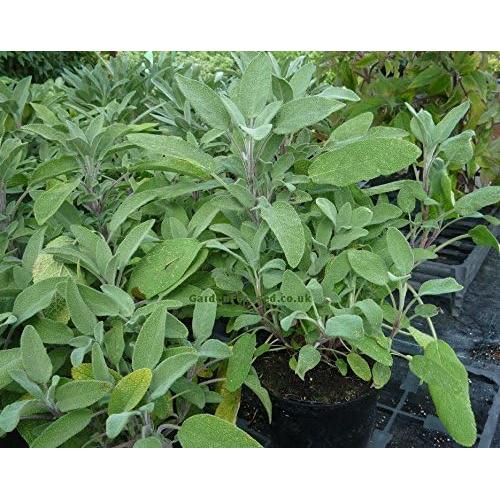 Plantas de Salvia del Jardín Clovers Garden - 2 Unidades Vivas 10-20 cm