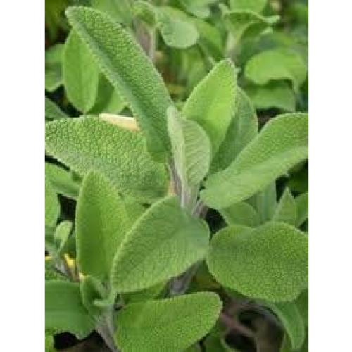 Plantas de Salvia del Jardín Clovers Garden - 2 Unidades Vivas 10-20 cm