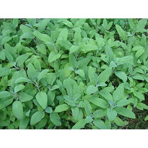 Plantas de Salvia del Jardín Clovers Garden - 2 Unidades Vivas 10-20 cm